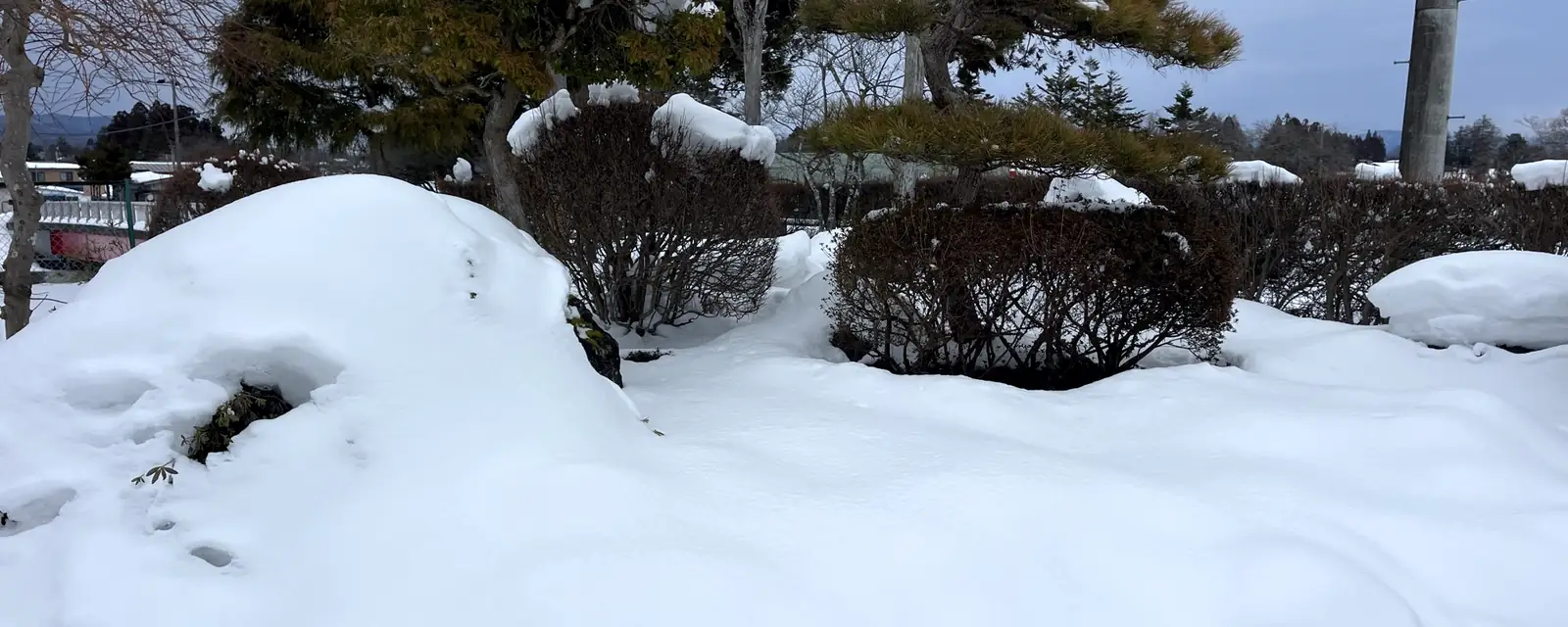 雪をかぶった庭木