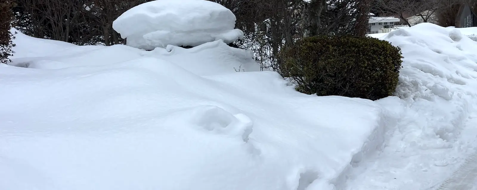 雪の積もった庭